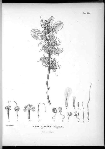 Reproducción/Reproduction 49556626576: Nova genera et species plantarum :. Antverpiae :Ex officina Christophori Plantini ...,1576.. 