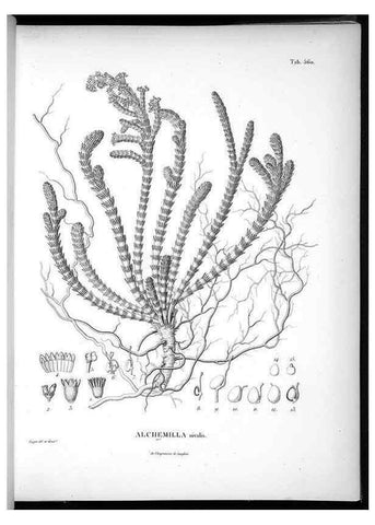 Reproducción/Reproduction 49556129683: Nova genera et species plantarum :. Antverpiae :Ex officina Christophori Plantini ...,1576.. 