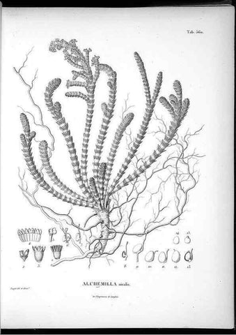 Reproducción/Reproduction 49556129683: Nova genera et species plantarum :. Antverpiae :Ex officina Christophori Plantini ...,1576.. 
