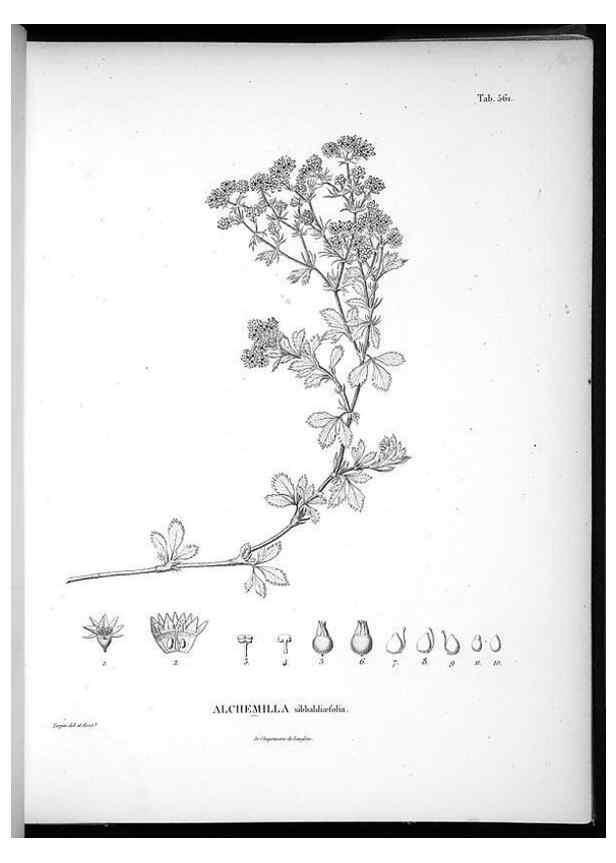 Reproducción/Reproduction 49556863967: Nova genera et species plantarum :. Antverpiae :Ex officina Christophori Plantini ...,1576.. 