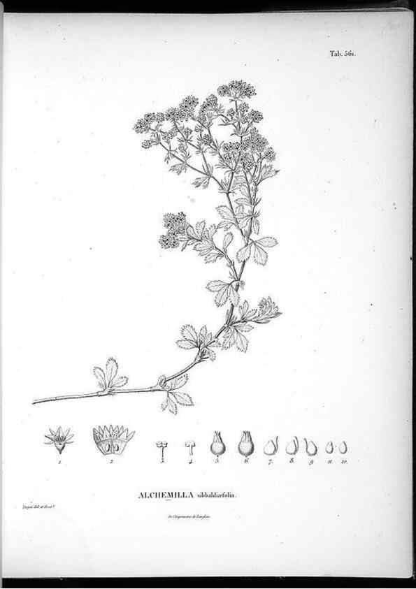 Reproducción/Reproduction 49556863967: Nova genera et species plantarum :. Antverpiae :Ex officina Christophori Plantini ...,1576.. 
