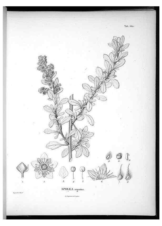 Reproducción/Reproduction 49556626936: Nova genera et species plantarum :. Antverpiae :Ex officina Christophori Plantini ...,1576.. 