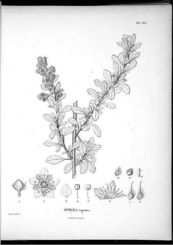 Reproducción/Reproduction 49556626936: Nova genera et species plantarum :. Antverpiae :Ex officina Christophori Plantini ...,1576.. 