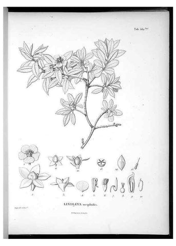 Reproducción/Reproduction 49556864267: Nova genera et species plantarum :. Antverpiae :Ex officina Christophori Plantini ...,1576.. 