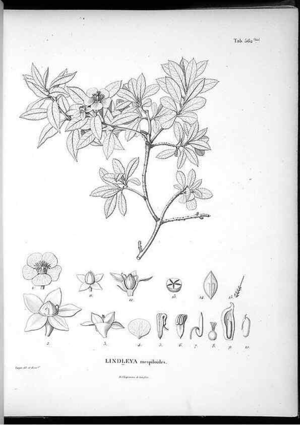 Reproducción/Reproduction 49556864267: Nova genera et species plantarum :. Antverpiae :Ex officina Christophori Plantini ...,1576.. 