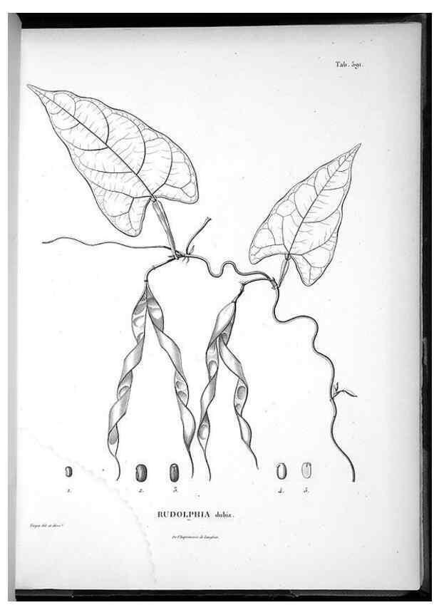 Reproducción/Reproduction 49556631896: Nova genera et species plantarum :. Antverpiae :Ex officina Christophori Plantini ...,1576.. 
