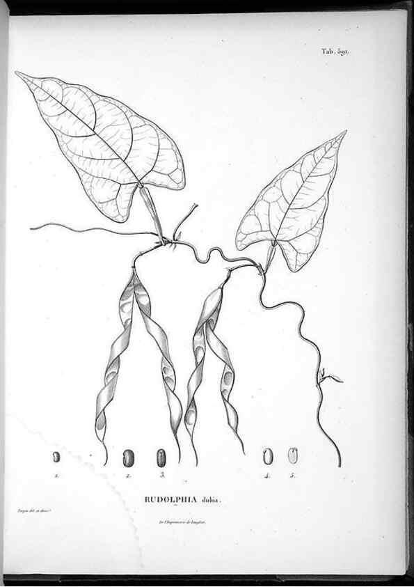 Reproducción/Reproduction 49556631896: Nova genera et species plantarum :. Antverpiae :Ex officina Christophori Plantini ...,1576.. 