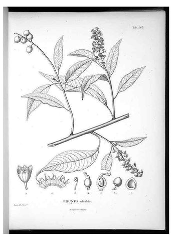 Reproducción/Reproduction 49556130248: Nova genera et species plantarum :. Antverpiae :Ex officina Christophori Plantini ...,1576.. 