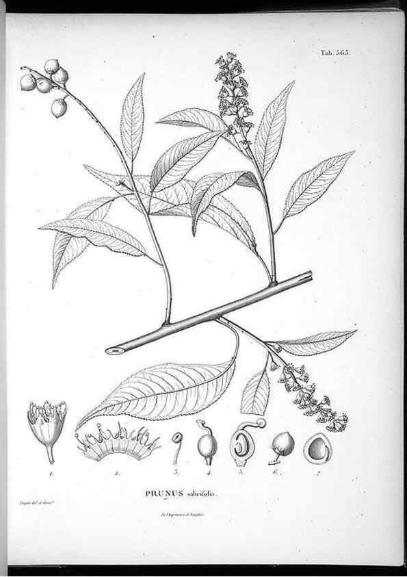 Reproducción/Reproduction 49556130248: Nova genera et species plantarum :. Antverpiae :Ex officina Christophori Plantini ...,1576.. 