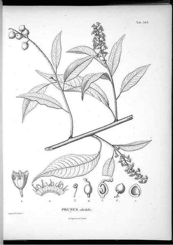 Reproducción/Reproduction 49556130248: Nova genera et species plantarum :. Antverpiae :Ex officina Christophori Plantini ...,1576.. 