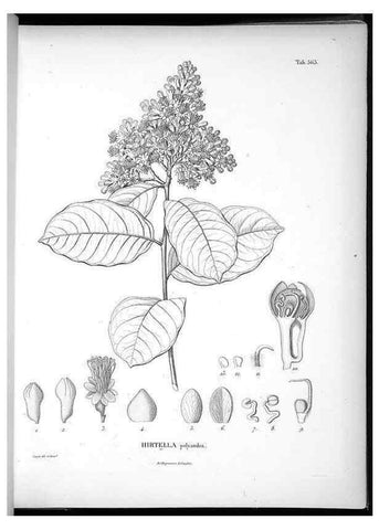 Reproducción/Reproduction 49556627686: Nova genera et species plantarum :. Antverpiae :Ex officina Christophori Plantini ...,1576.. 