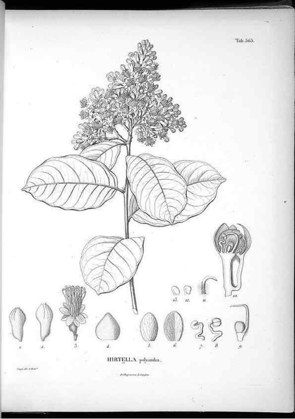 Reproducción/Reproduction 49556627686: Nova genera et species plantarum :. Antverpiae :Ex officina Christophori Plantini ...,1576.. 