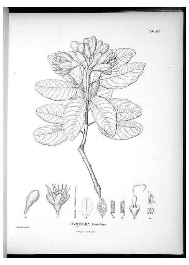 Reproducción/Reproduction 49556864962: Nova genera et species plantarum :. Antverpiae :Ex officina Christophori Plantini ...,1576.. 