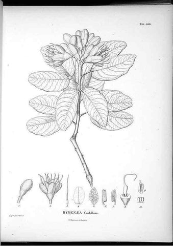Reproducción/Reproduction 49556864962: Nova genera et species plantarum :. Antverpiae :Ex officina Christophori Plantini ...,1576.. 