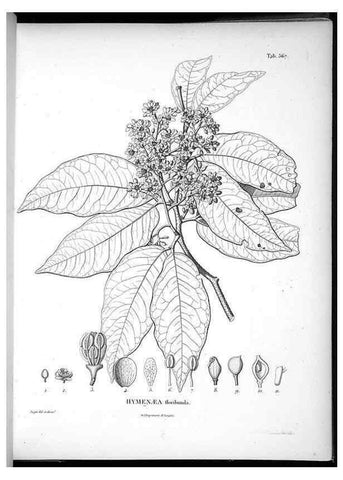 Reproducción/Reproduction 49556131008: Nova genera et species plantarum :. Antverpiae :Ex officina Christophori Plantini ...,1576.. 