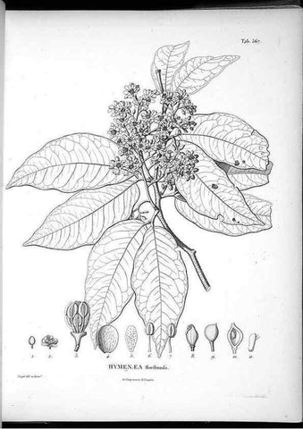 Reproducción/Reproduction 49556131008: Nova genera et species plantarum :. Antverpiae :Ex officina Christophori Plantini ...,1576.. 