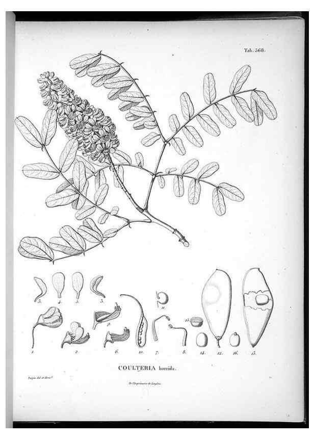 Reproducción/Reproduction 49556628371: Nova genera et species plantarum :. Antverpiae :Ex officina Christophori Plantini ...,1576.. 