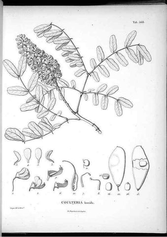 Reproducción/Reproduction 49556628371: Nova genera et species plantarum :. Antverpiae :Ex officina Christophori Plantini ...,1576.. 