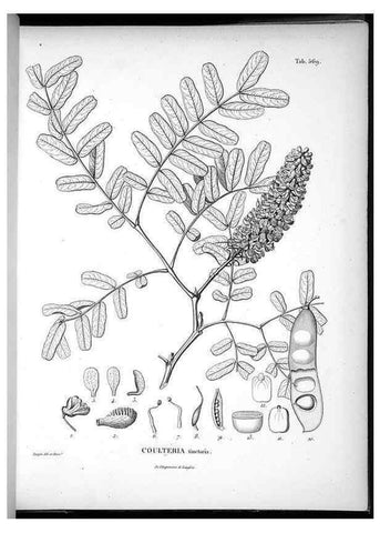 Reproducción/Reproduction 49556865477: Nova genera et species plantarum :. Antverpiae :Ex officina Christophori Plantini ...,1576.. 