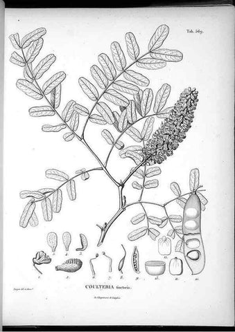 Reproducción/Reproduction 49556865477: Nova genera et species plantarum :. Antverpiae :Ex officina Christophori Plantini ...,1576.. 