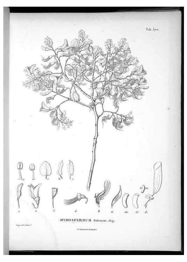 Reproducción/Reproduction 49556131563: Nova genera et species plantarum :. Antverpiae :Ex officina Christophori Plantini ...,1576.. 