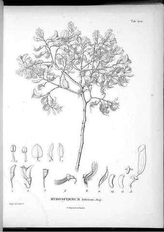 Reproducción/Reproduction 49556131563: Nova genera et species plantarum :. Antverpiae :Ex officina Christophori Plantini ...,1576.. 