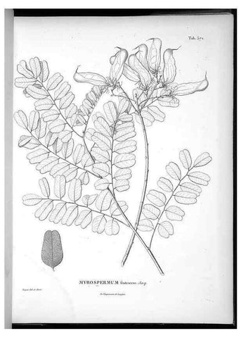 Reproducción/Reproduction 49556131733: Nova genera et species plantarum :. Antverpiae :Ex officina Christophori Plantini ...,1576.. 