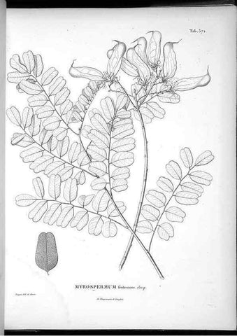 Reproducción/Reproduction 49556131733: Nova genera et species plantarum :. Antverpiae :Ex officina Christophori Plantini ...,1576.. 