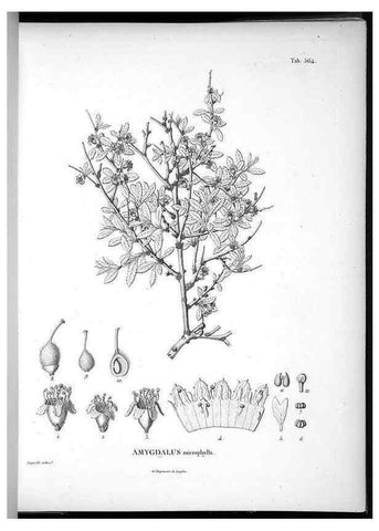 Reproducción/Reproduction 49556627461: Nova genera et species plantarum :. Antverpiae :Ex officina Christophori Plantini ...,1576.. 