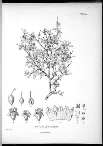Reproducción/Reproduction 49556627461: Nova genera et species plantarum :. Antverpiae :Ex officina Christophori Plantini ...,1576.. 