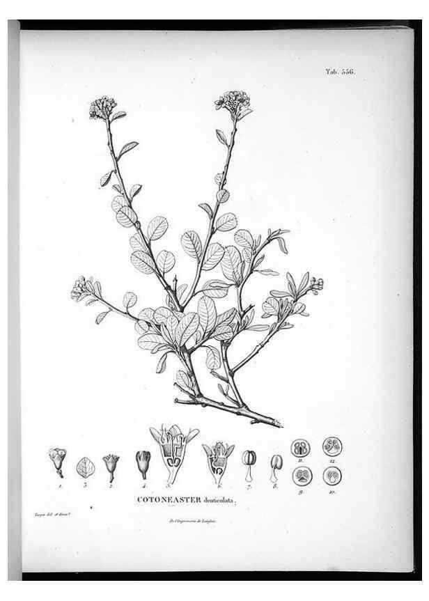 Reproducción/Reproduction 49556863257: Nova genera et species plantarum :. Antverpiae :Ex officina Christophori Plantini ...,1576.. 