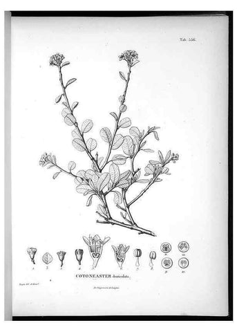 Reproducción/Reproduction 49556863257: Nova genera et species plantarum :. Antverpiae :Ex officina Christophori Plantini ...,1576.. 