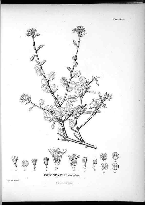 Reproducción/Reproduction 49556863257: Nova genera et species plantarum :. Antverpiae :Ex officina Christophori Plantini ...,1576.. 