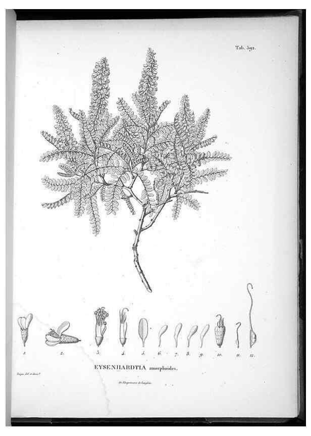 Reproducción/Reproduction 49556869112: Nova genera et species plantarum :. Antverpiae :Ex officina Christophori Plantini ...,1576.. 