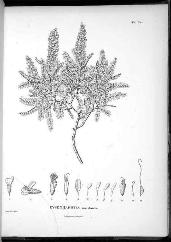 Reproducción/Reproduction 49556869112: Nova genera et species plantarum :. Antverpiae :Ex officina Christophori Plantini ...,1576.. 