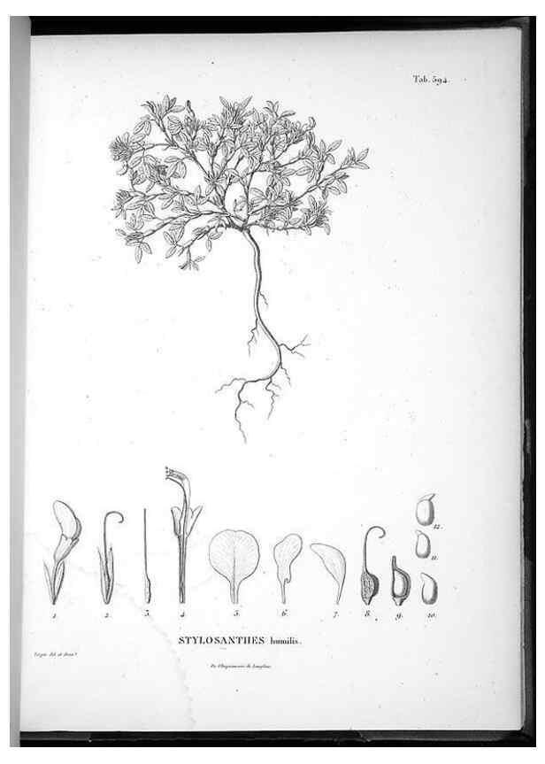 Reproducción/Reproduction 49556135363: Nova genera et species plantarum :. Antverpiae :Ex officina Christophori Plantini ...,1576.. 