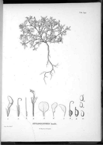 Reproducción/Reproduction 49556135363: Nova genera et species plantarum :. Antverpiae :Ex officina Christophori Plantini ...,1576.. 