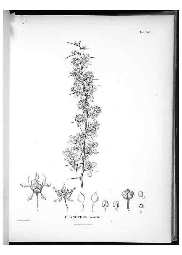 Reproducción/Reproduction 49556662626: Nova genera et species plantarum :. Antverpiae :Ex officina Christophori Plantini ...,1576.. 