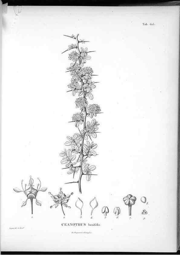 Reproducción/Reproduction 49556662626: Nova genera et species plantarum :. Antverpiae :Ex officina Christophori Plantini ...,1576.. 
