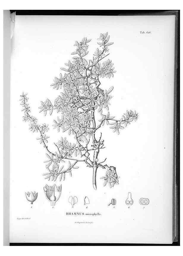 Reproducción/Reproduction 49556662806: Nova genera et species plantarum :. Antverpiae :Ex officina Christophori Plantini ...,1576.. 