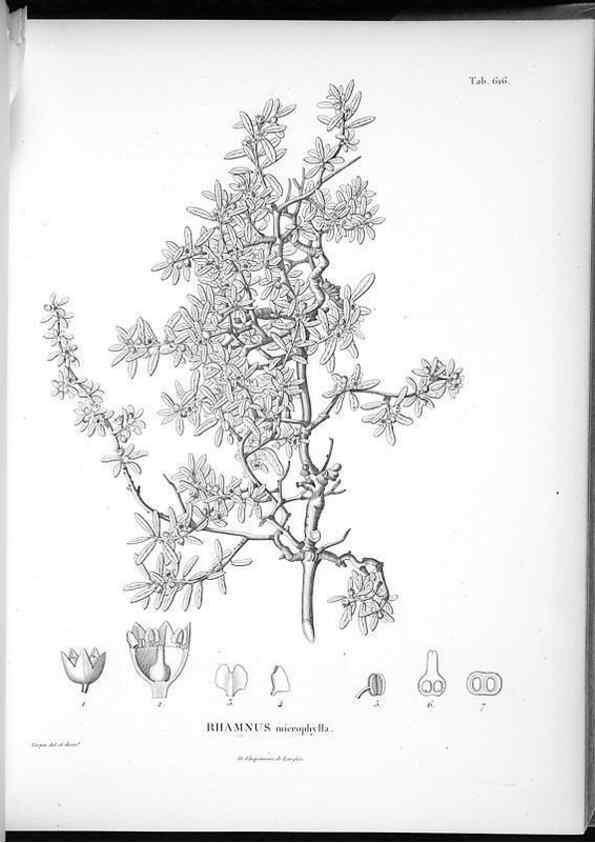 Reproducción/Reproduction 49556662806: Nova genera et species plantarum :. Antverpiae :Ex officina Christophori Plantini ...,1576.. 