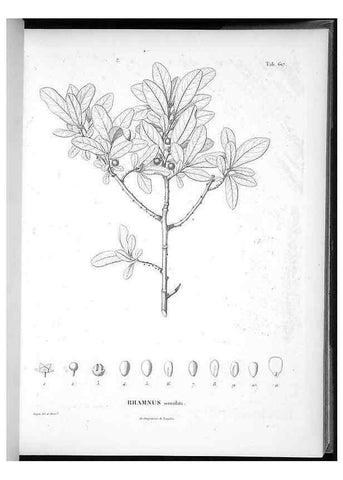 Reproducción/Reproduction 49556900392: Nova genera et species plantarum :. Antverpiae :Ex officina Christophori Plantini ...,1576.. 