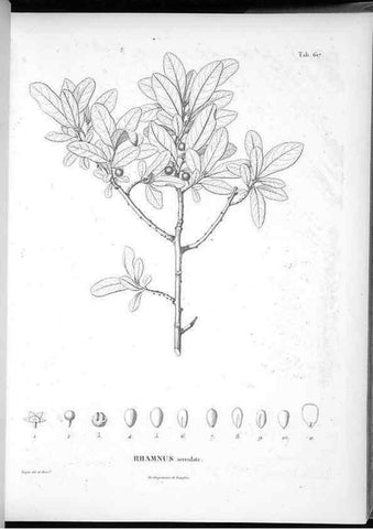 Reproducción/Reproduction 49556900392: Nova genera et species plantarum :. Antverpiae :Ex officina Christophori Plantini ...,1576.. 