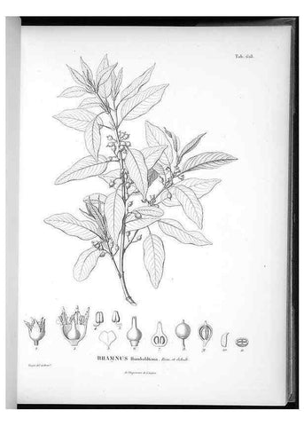 Reproducción/Reproduction 49556166133: Nova genera et species plantarum :. Antverpiae :Ex officina Christophori Plantini ...,1576.. 