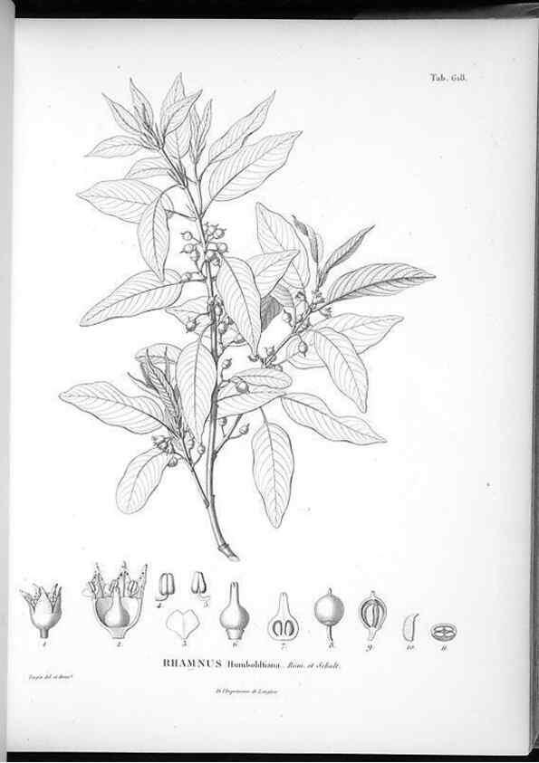 Reproducción/Reproduction 49556166133: Nova genera et species plantarum :. Antverpiae :Ex officina Christophori Plantini ...,1576.. 