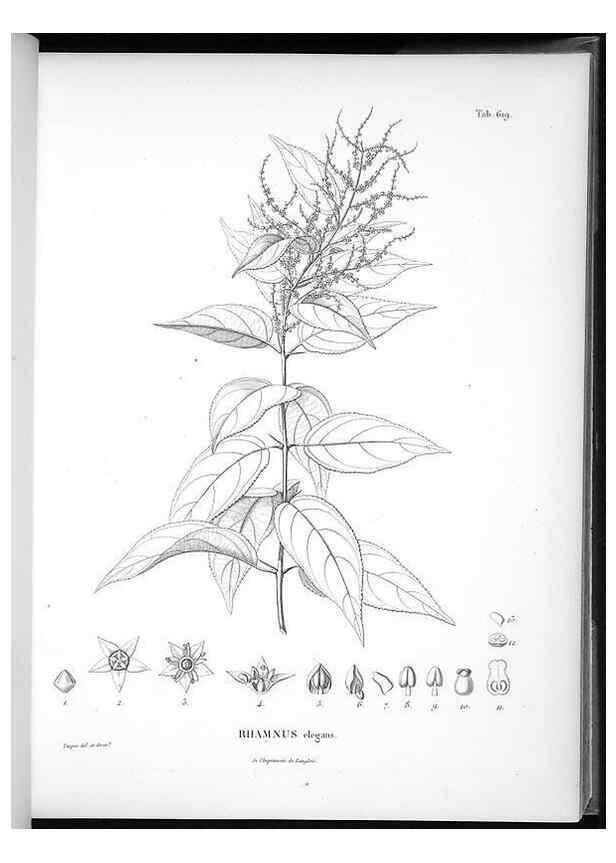 Reproducción/Reproduction 49556166338: Nova genera et species plantarum :. Antverpiae :Ex officina Christophori Plantini ...,1576.. 