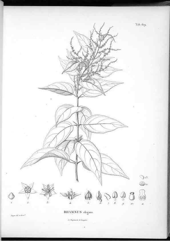 Reproducción/Reproduction 49556166338: Nova genera et species plantarum :. Antverpiae :Ex officina Christophori Plantini ...,1576.. 