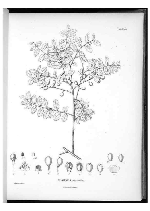 Reproducción/Reproduction 49556901077: Nova genera et species plantarum :. Antverpiae :Ex officina Christophori Plantini ...,1576.. 
