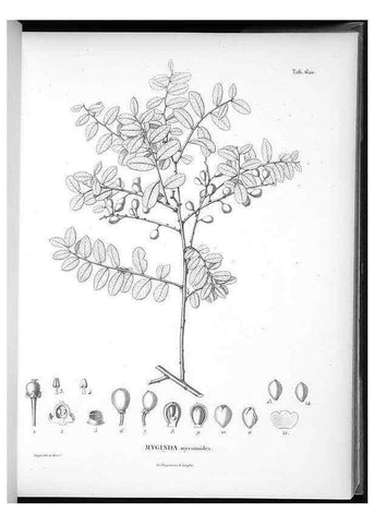 Reproducción/Reproduction 49556901077: Nova genera et species plantarum :. Antverpiae :Ex officina Christophori Plantini ...,1576.. 