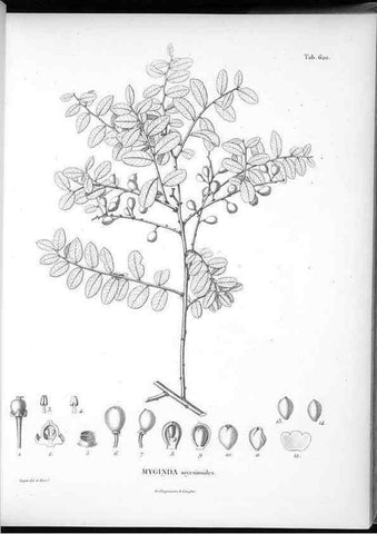 Reproducción/Reproduction 49556901077: Nova genera et species plantarum :. Antverpiae :Ex officina Christophori Plantini ...,1576.. 